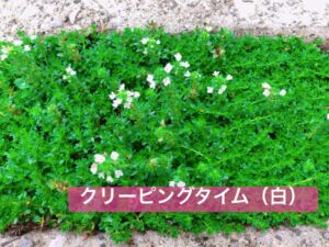 写真：クリーピングタイムの白い小花